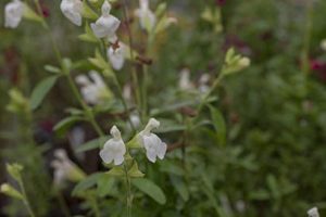 Salvia_greggii_alba