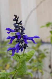 Salvia_guaranatica