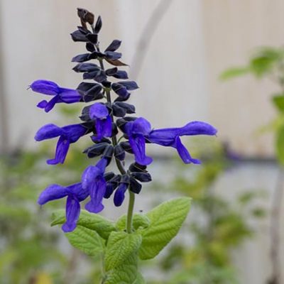 Salvia_guaranatica