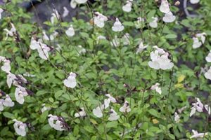 Salvia_heatwave_glimmer