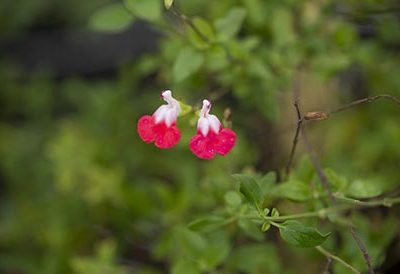 Salvia_hot_lips