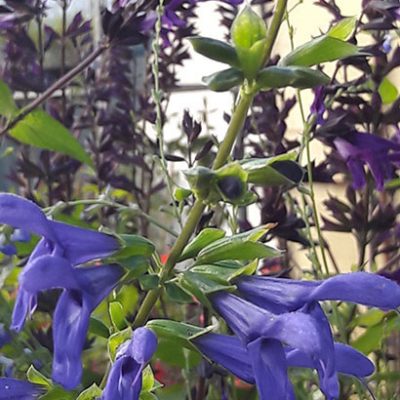 Salvia_ianthina
