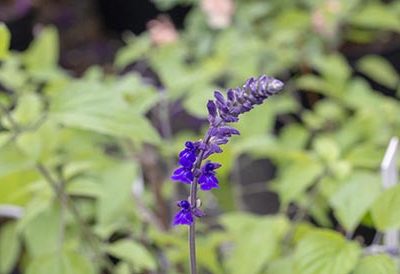 Salvia_indigo_spires