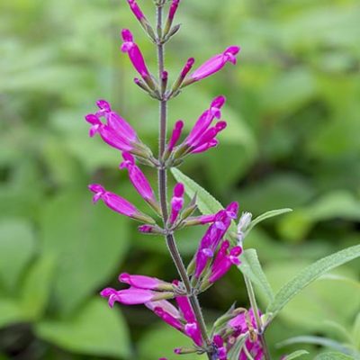 Salvia_involucrata_deschampsiana