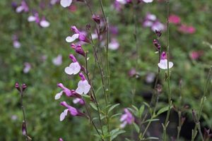 Salvia_joy