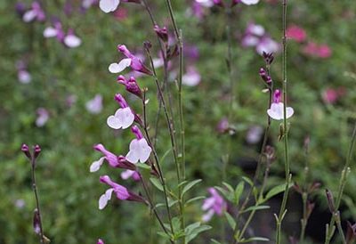Salvia_joy