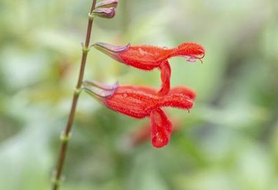 Salvia_miniata
