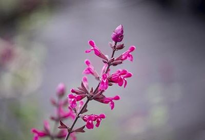Salvia_mulberry_jam