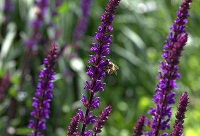 Salvia_nemorosa_Caradonna