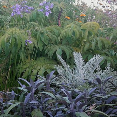 Salvia_officinalis_purpurascens_massif