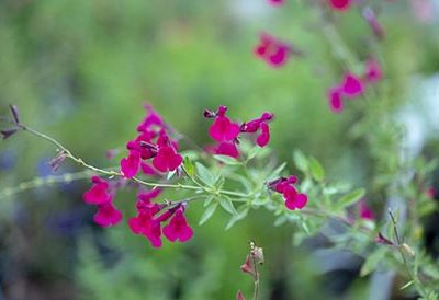 Salvia_raspberry_royale