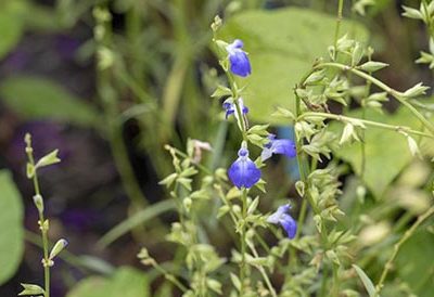 Salvia_reptans_erecta