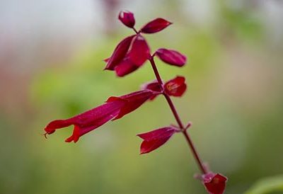 Salvia_splendens_van_houttei