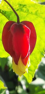 Abutilon_megapotanicum