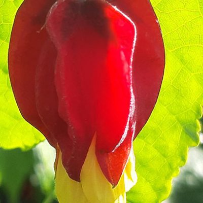 Abutilon_megapotanicum