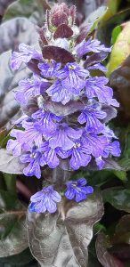 Ajuga_reptans_Atropurpurea_fleur