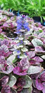 Ajuga_reptans_Burgundy_Glow_fleur
