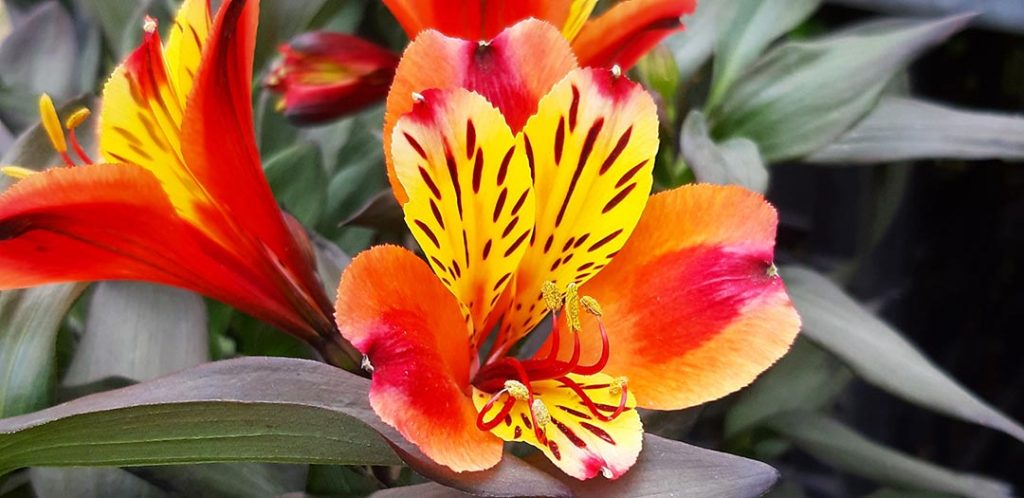 Alstroemeria_indian_summer_arc_en_fleurs
