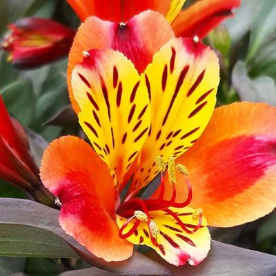 Alstroemeria_indian_summer_arc_en_fleurs