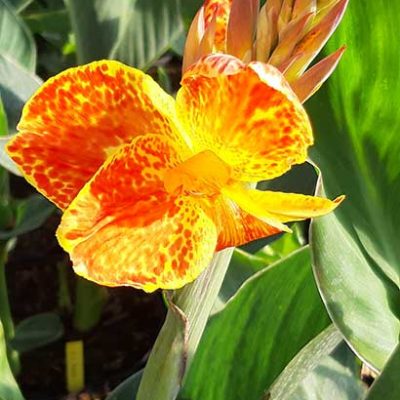 Canna_Calimero_fleur