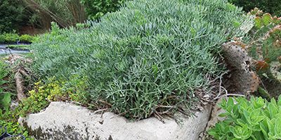 Crithmum_maritimum
