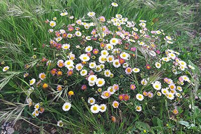 Erigeron_karvinskianus