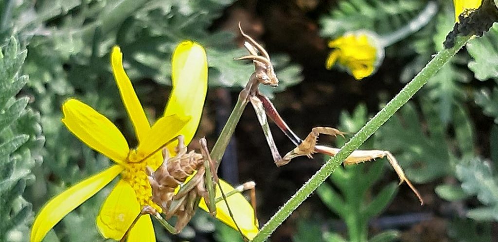 La vie sur la pépinière... 2 Euryops_insecte