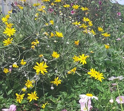 Euryops_pectinatus_massif