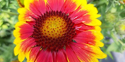 Gaillardia_arizona_sun