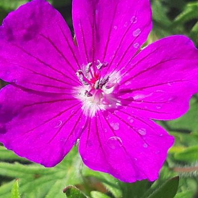 Geranium_sanguineum_fleur