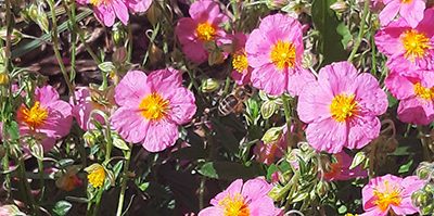 Helianthemum_Lawrenson's_pink_fleurs