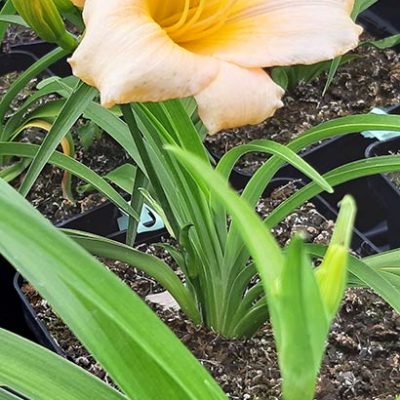 Hemerocallis_Barbara_Mitchell