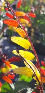 Mina_lobata