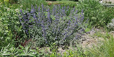 Nepeta_faassenii_Six_Hills_Giant