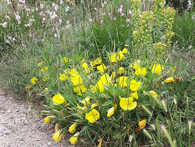 Oenothera_missouriensis