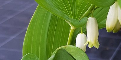 Polygonatum_multiflorum_fleur