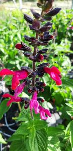 Salvia_amante_hampe_florale