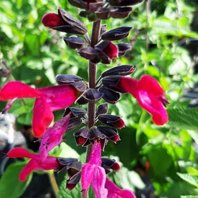 Salvia_amante_hampe_florale