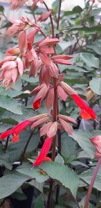 Salvia_ember's_wish_fleur