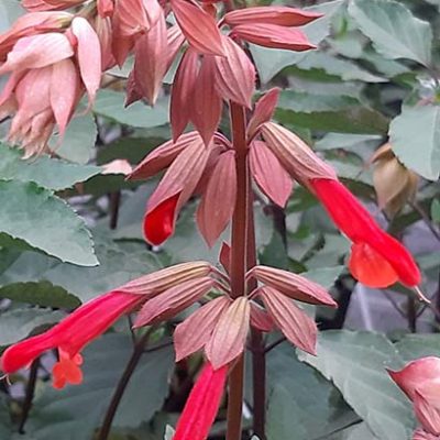 Salvia_ember's_wish_fleur