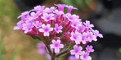 Verbena_boneriensis_compacte_fleur