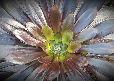 Aeonium_arboreum_atropurpurea