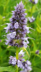 Agastache_foeniculum