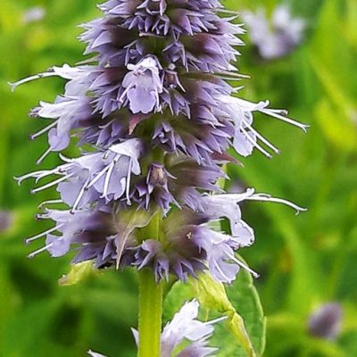 Agastache_foeniculum