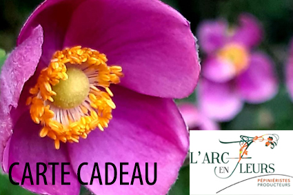 Offrez des plantes pour Noël! 1 carte_cadeau