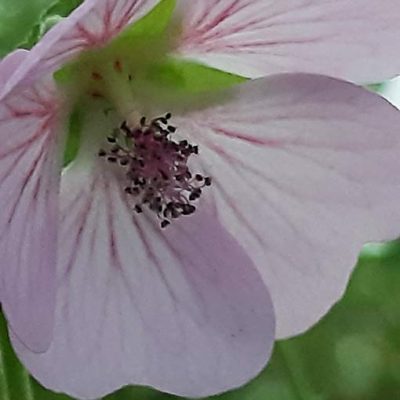 Anisodontea_malvastroides