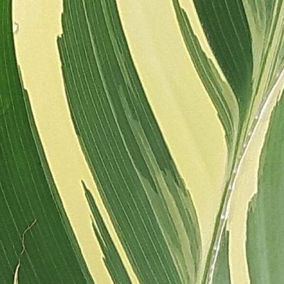 Canna_Stuttgart_zoom