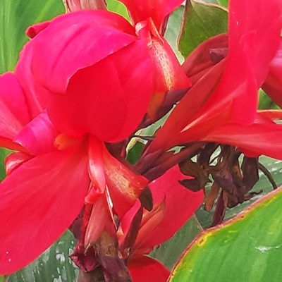 Canna_cannova_rose