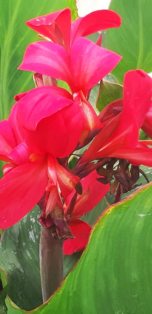 Canna_cannova_rose
