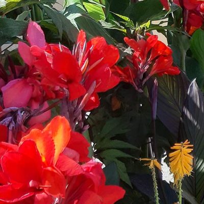 Canna_cannova_scarlet_rouge
